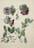 A botanical illustration featuring detailed depictions of leaves and flowers. The flowers are large and bell-shaped, with a combination of purple, pink, and green hues. Various leafy branches are intricately presented, showcasing the fine veins and natural bends of the leaves.