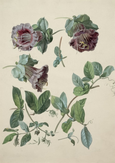 A botanical illustration featuring detailed depictions of leaves and flowers. The flowers are large and bell-shaped, with a combination of purple, pink, and green hues. Various leafy branches are intricately presented, showcasing the fine veins and natural bends of the leaves.