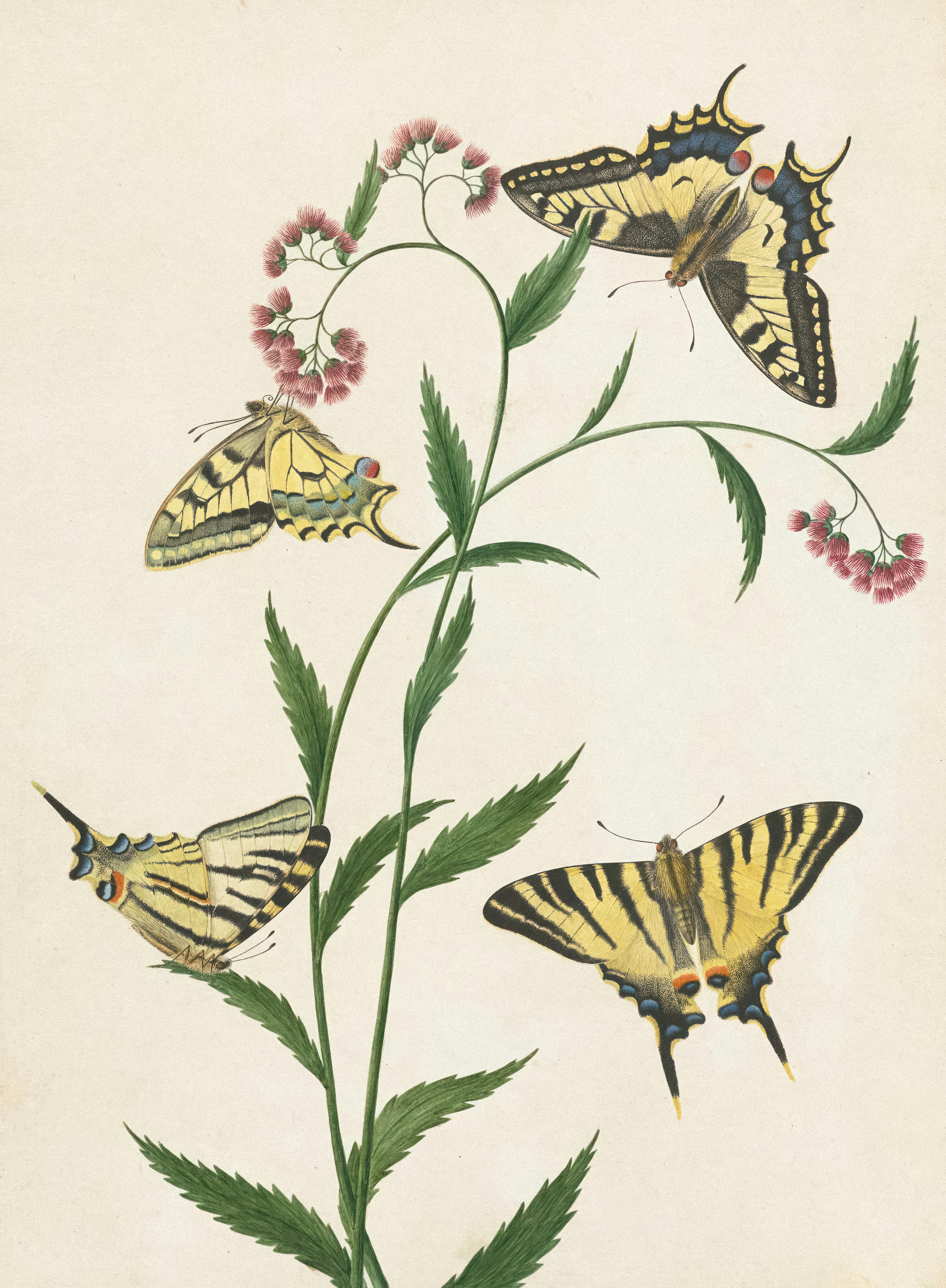 A group of butterflies sitting on top of a plant photo – Free ...