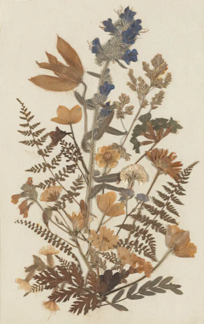 Artistic arrangement of pressed flowers in a delicate botanical frame, showcasing natural colors.