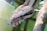 A close-up of a snake in a natural habitat, showcasing its scales and colors.