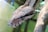 A close-up of a snake in a natural habitat, showcasing its scales and colors.