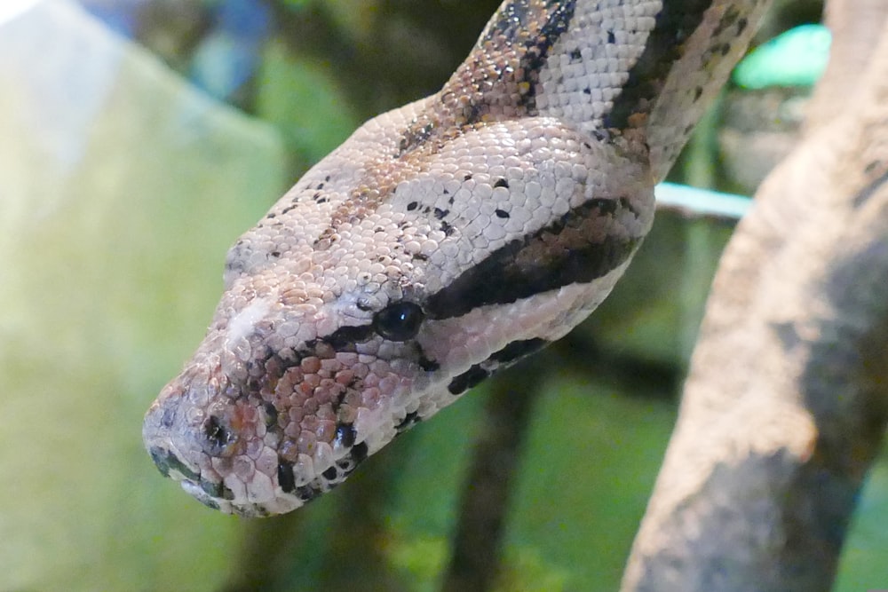 a close up of a snake on a tree branch