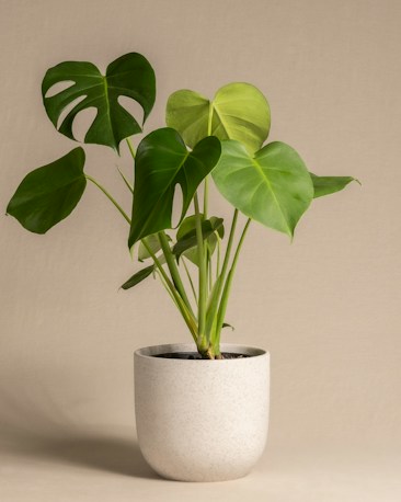 A healthy green monstera plant with broad, glossy leaves sits in a simple, modern white pot. The background is a neutral beige color, enhancing the vivid green of the leaves.