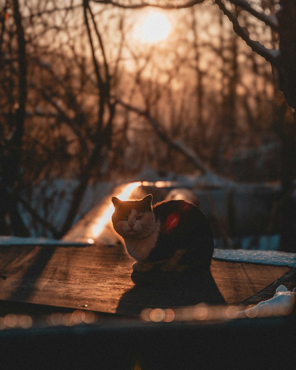 a cat sitting on top of a wooden table