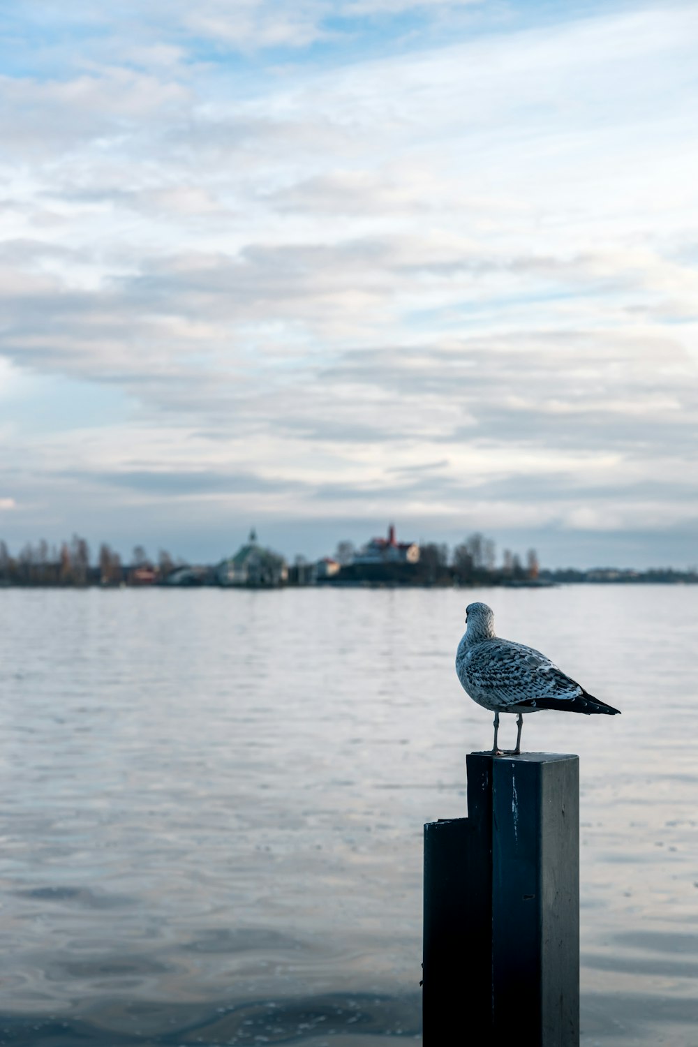 a seagull sitting on a post in front of a body of water