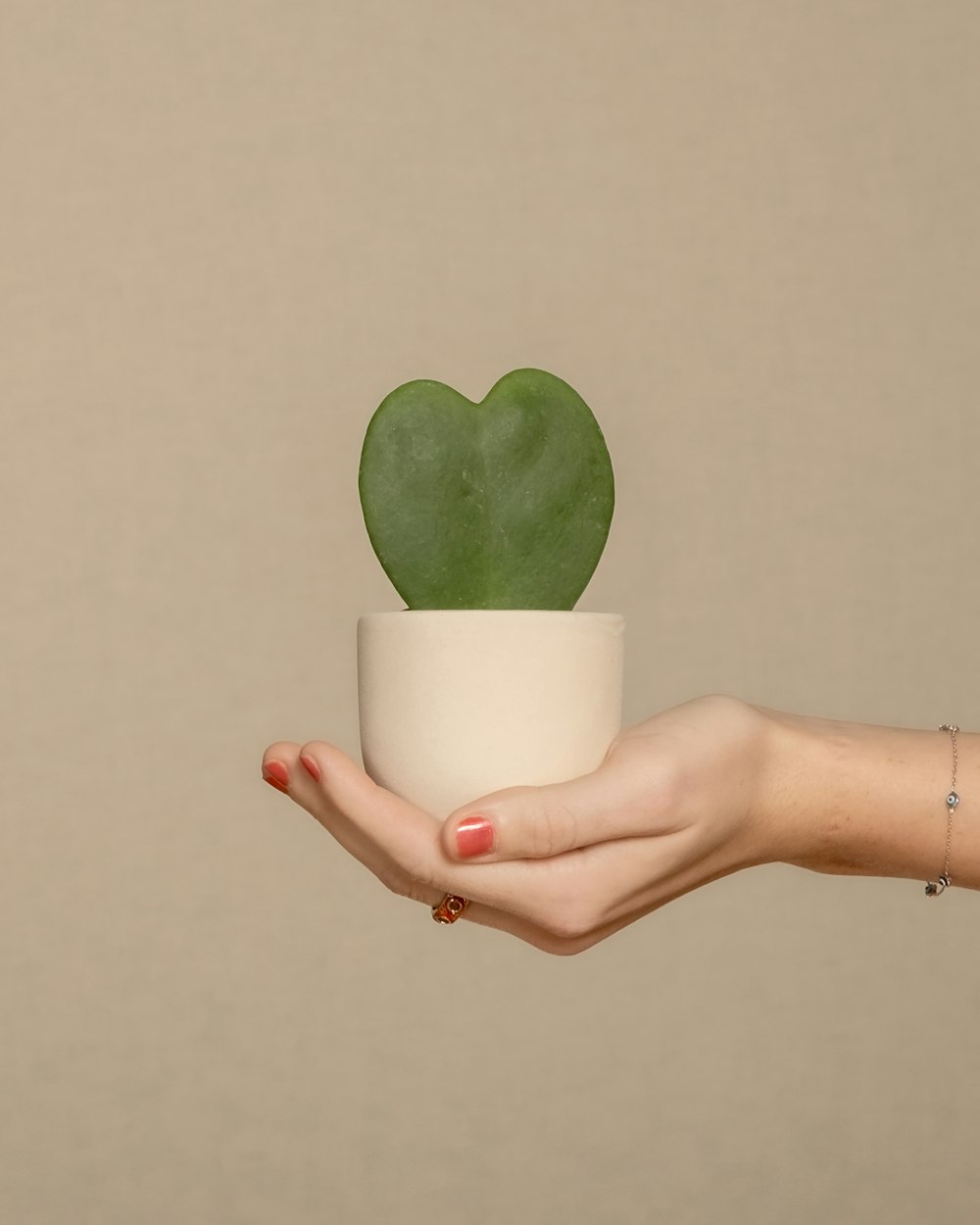 una persona sosteniendo una pequeña planta en maceta en la mano