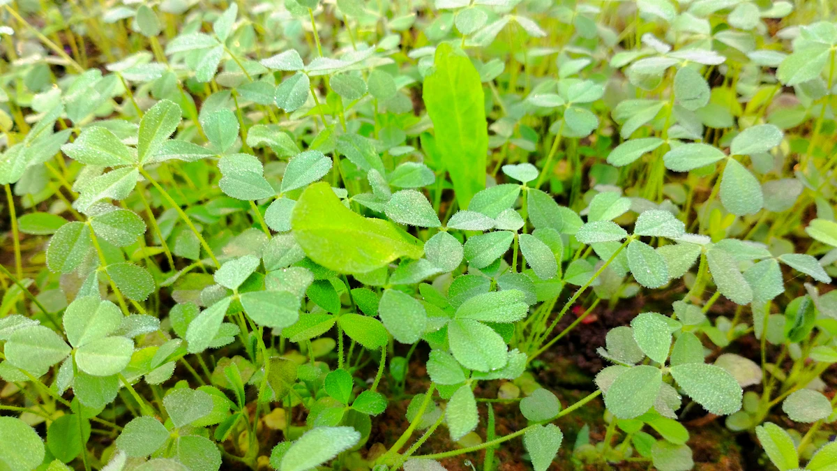 Growing Methi Fenugreek at Home India Pot Container