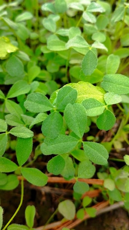 A close-up of vibrant green leaves glistening with morning dew in a thriving forest patch.