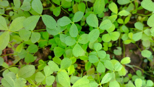 a close up of a plant with green leaves