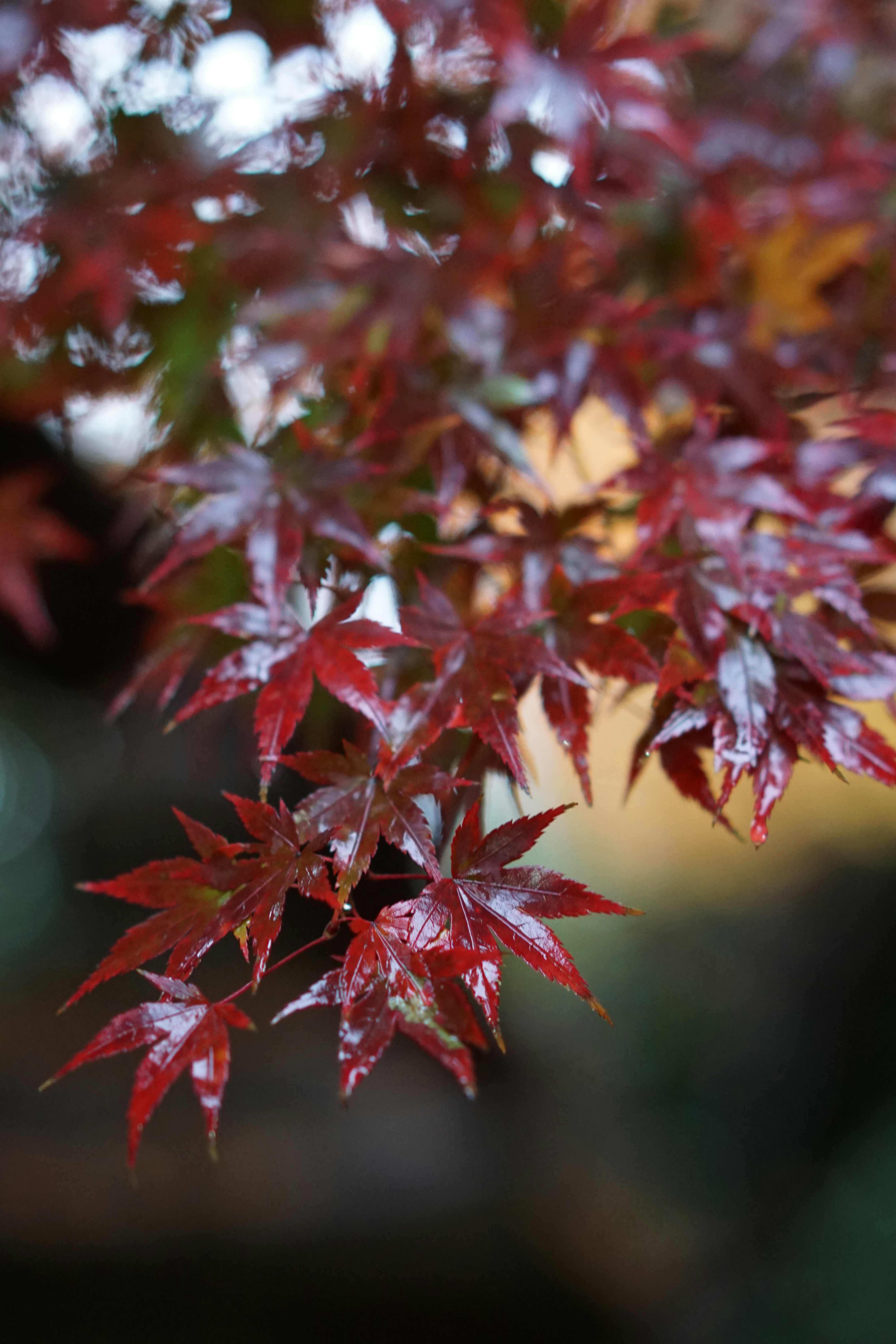 Photo by diadesigner