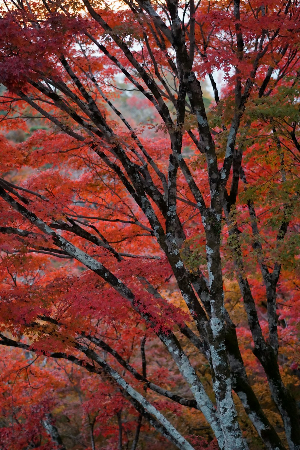 a tree with red leaves in the fall