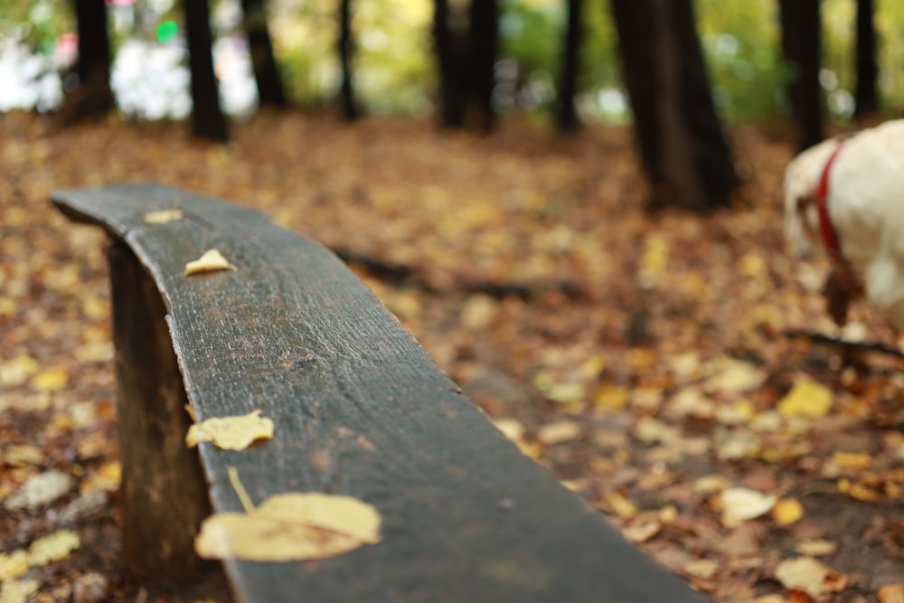 a bench in a park with leaves on the ground