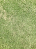 A close-up view of a grass lawn with varying shades of green, some areas appearing slightly dry.