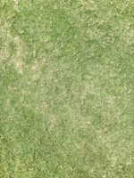 A close-up view of a grass lawn with varying shades of green, some areas appearing slightly dry.
