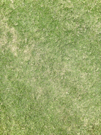 A close-up view of a grass lawn with varying shades of green, some areas appearing slightly dry.