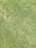 A close-up view of a grass lawn with varying shades of green, some areas appearing slightly dry.