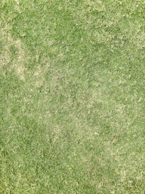 A close-up view of a grass lawn with varying shades of green, some areas appearing slightly dry.