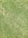 A close-up view of a grass lawn with varying shades of green, some areas appearing slightly dry.