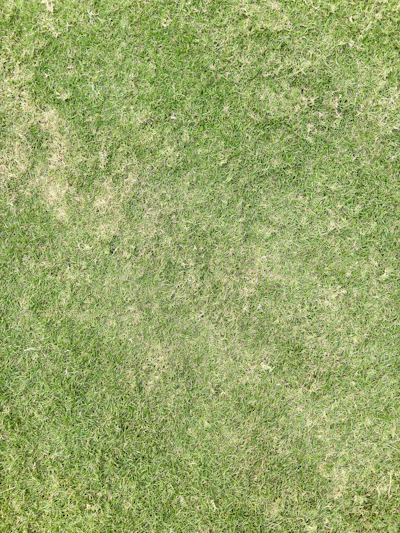 A recently mowed lawn patch in the Plovdiv region prepared for overseeding and lawn repair.