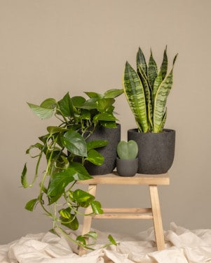 Several potted plants are placed on a small wooden stool, including a cascading pothos, an upright sansevieria, and a small heart-shaped succulent in a gray pot. The background is a soft beige and the setup suggests a serene and natural indoor setting.