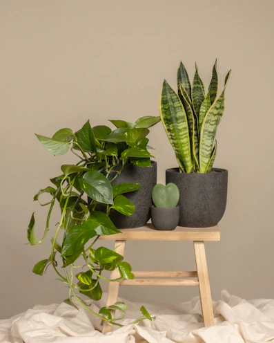 Elegant row of sansevieria plants in handcrafted clay pots arranged on a rustic wooden table.