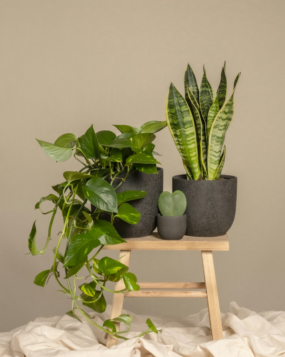 Un par de plantas en macetas encima de un soporte de madera