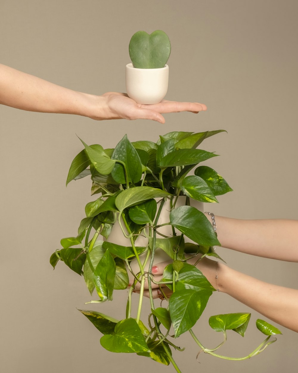 una planta en una maceta sostenida por dos manos