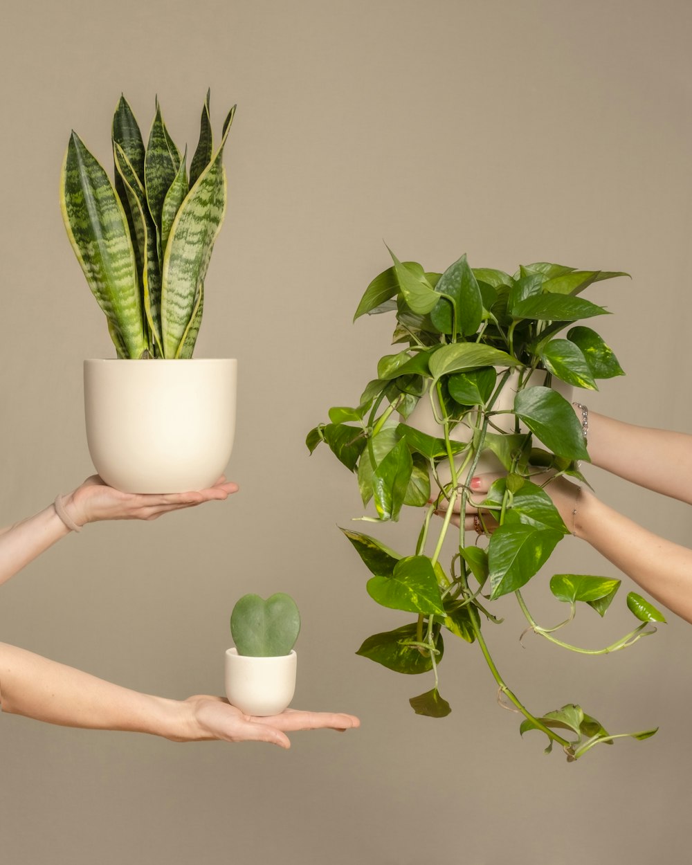 Dos manos sosteniendo una planta y una planta en maceta