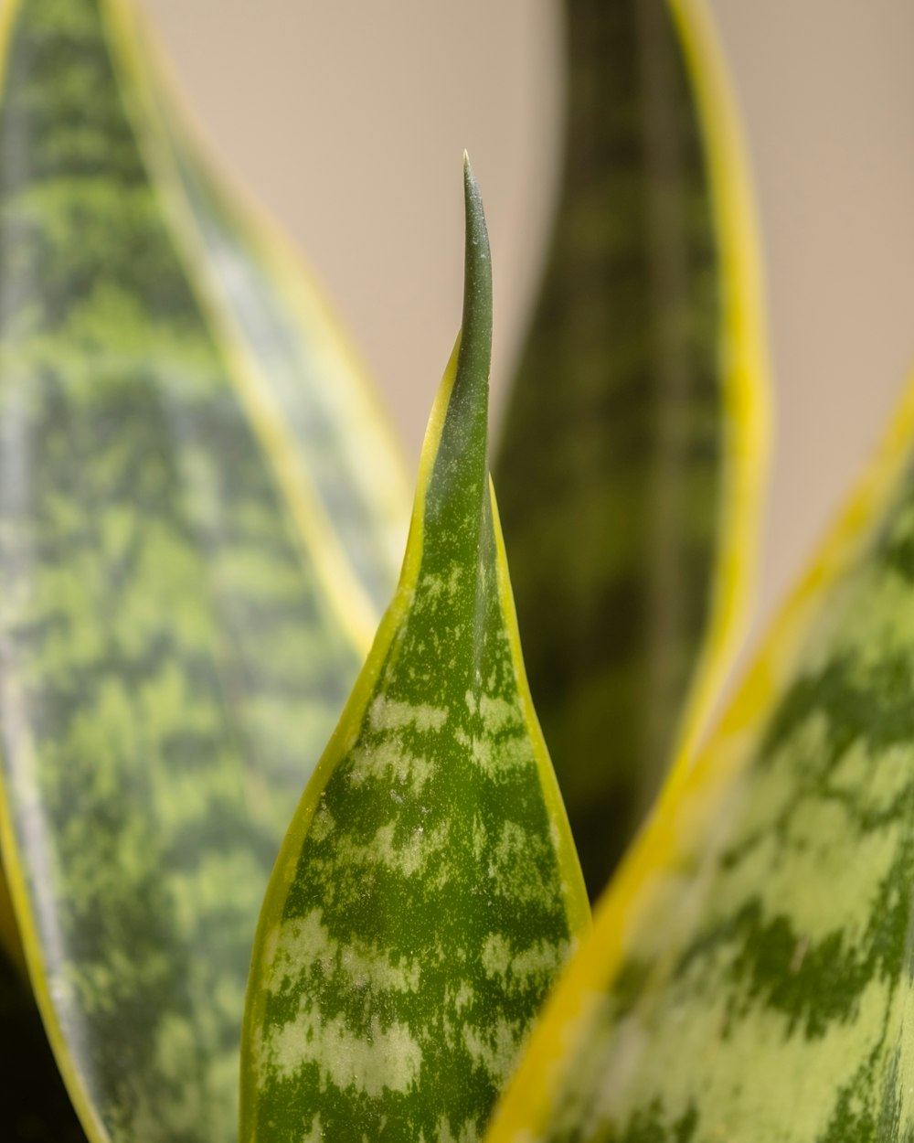 Un primer plano de una planta verde y blanca