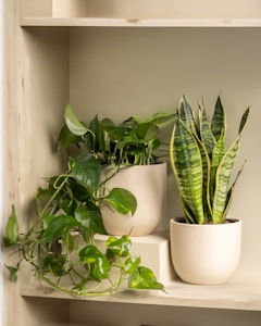 Charming Indoor Plant Gifts