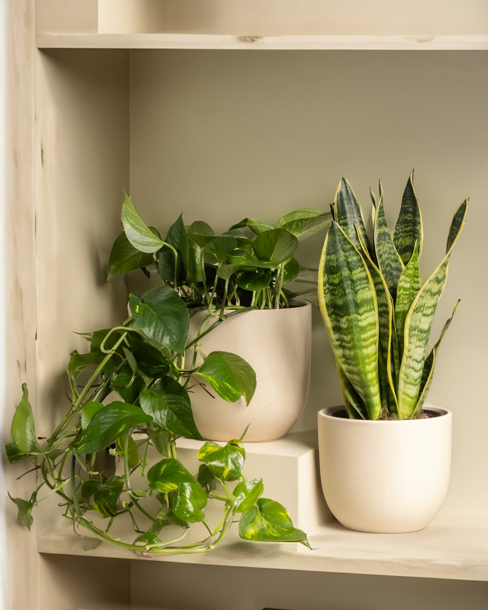 a couple of plants that are on a shelf