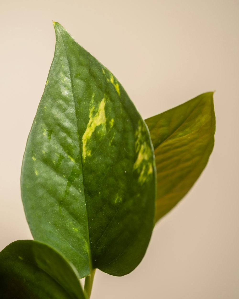 un primer plano de una hoja verde en una planta