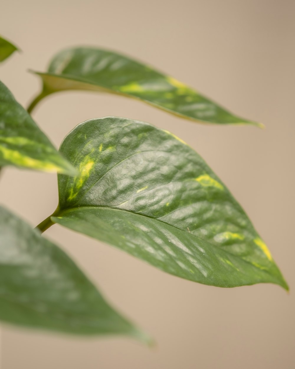 un primer plano de una hoja verde en una planta