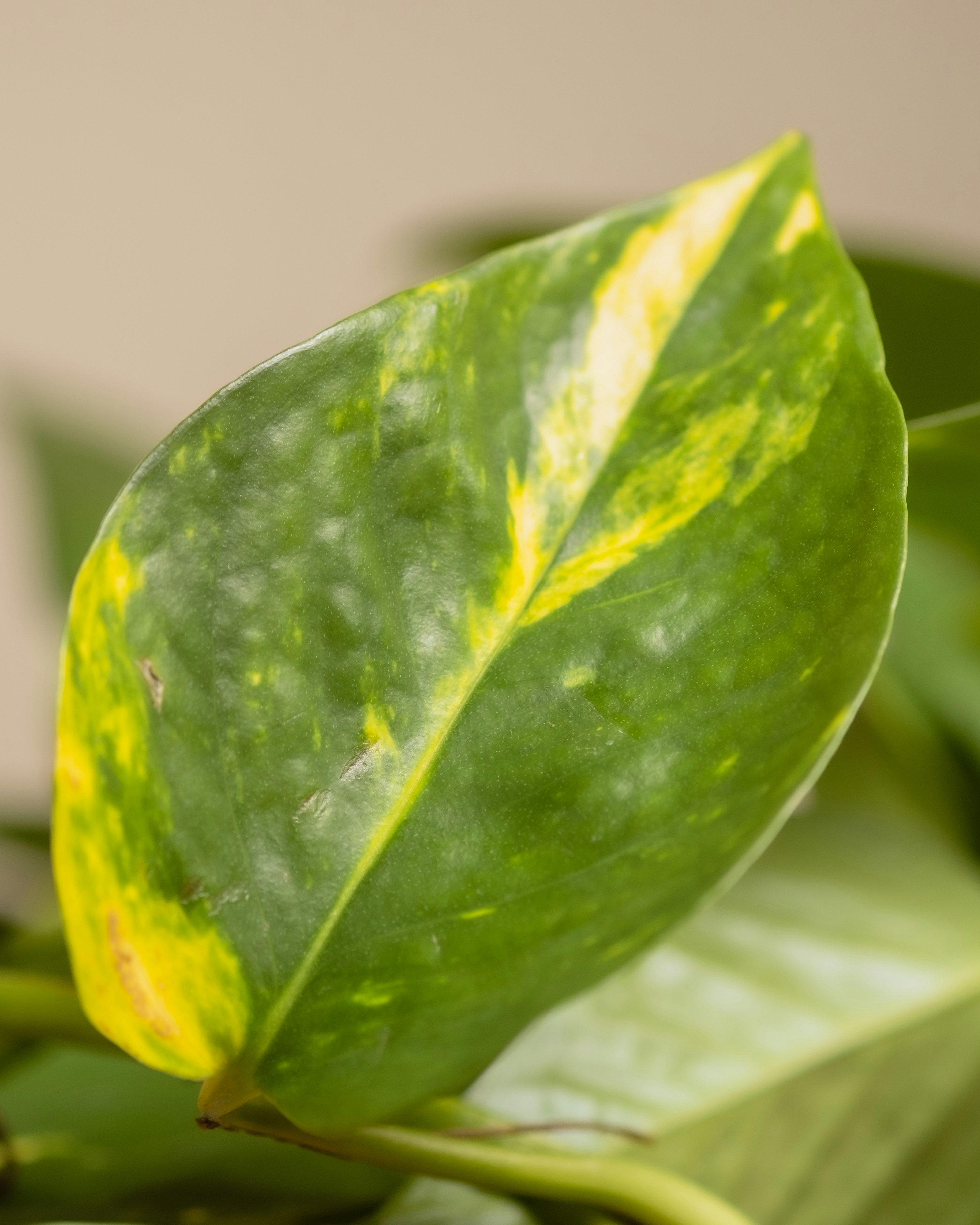 Photo by feeypflanzen