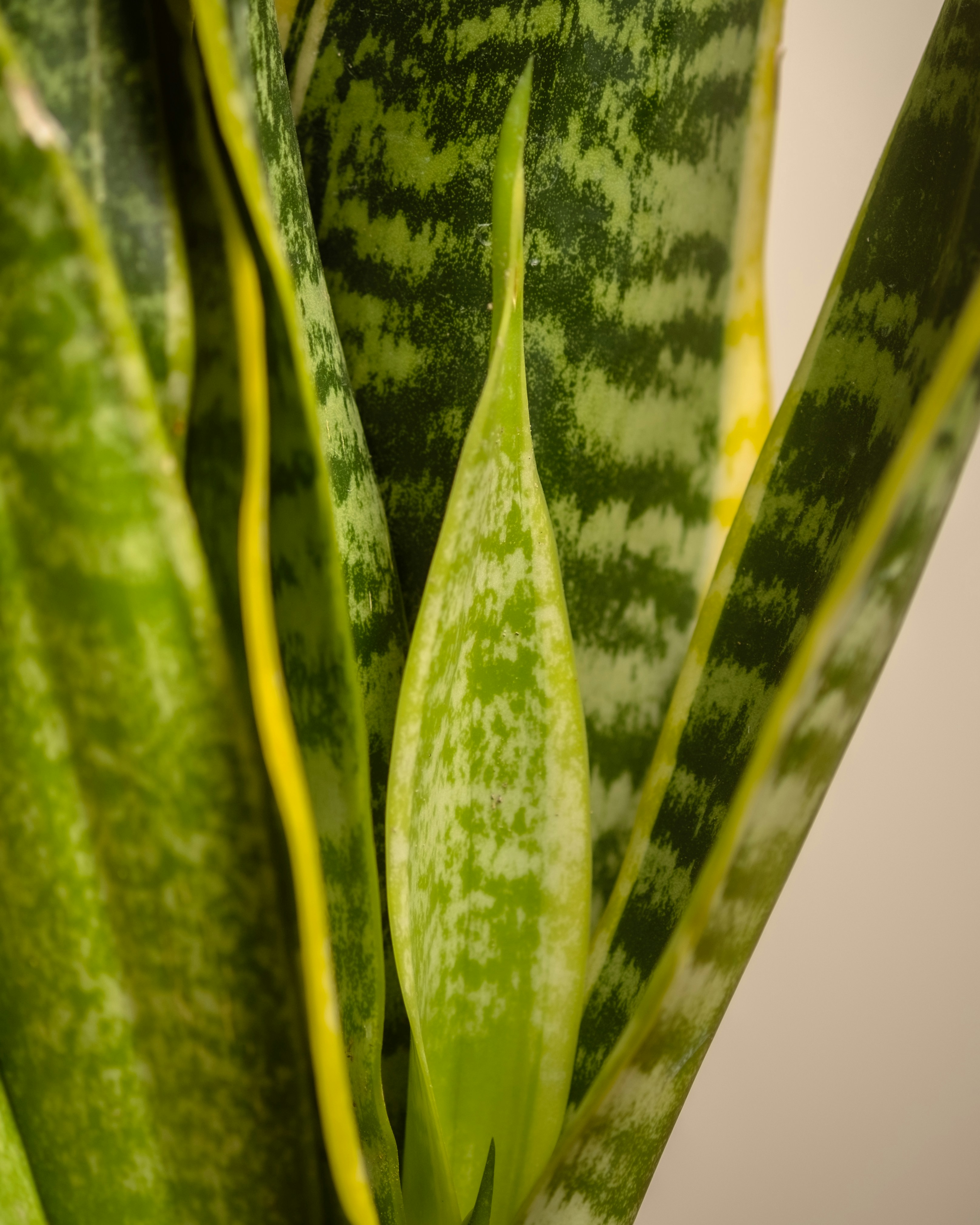 Photo by feeypflanzen