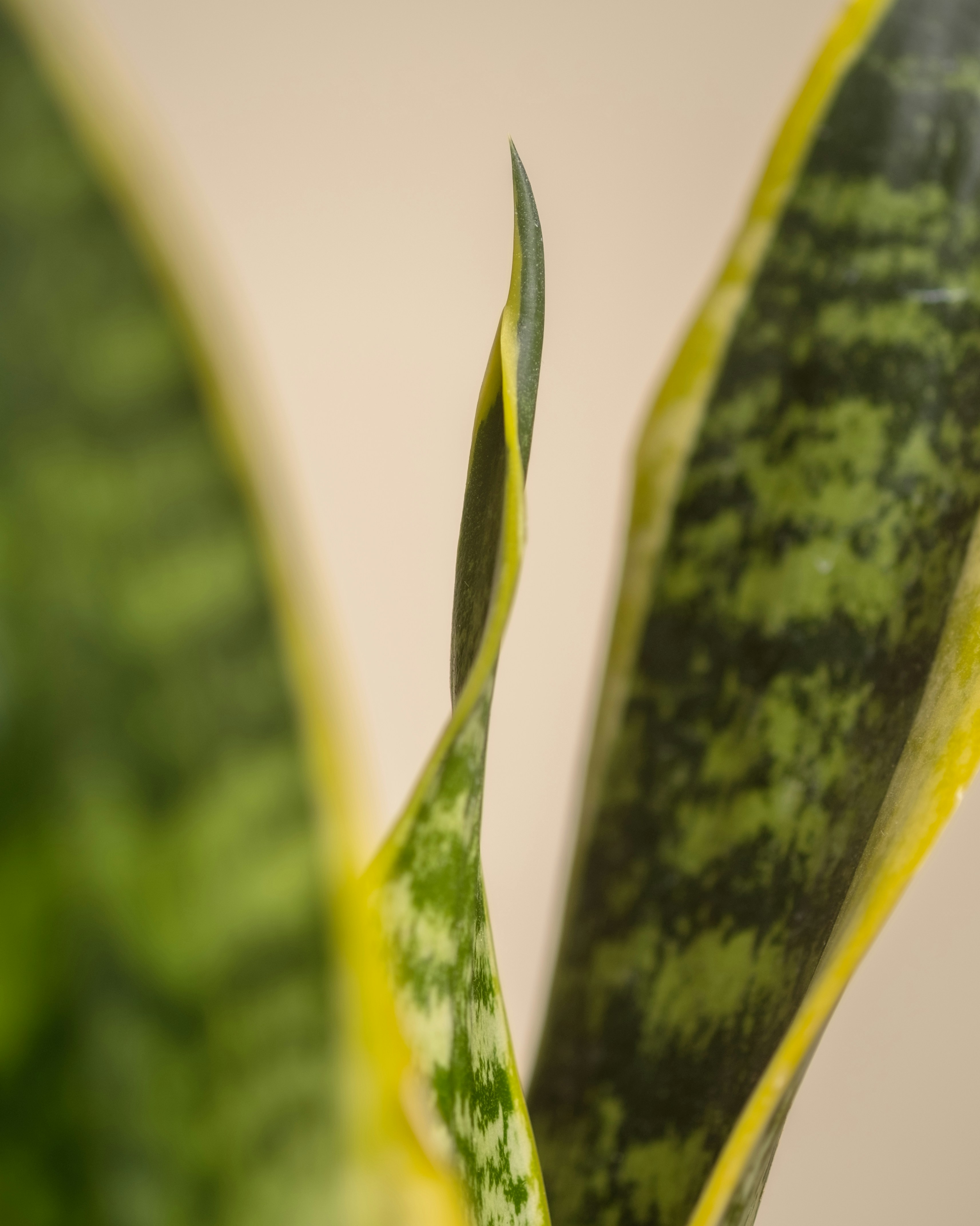 Photo by feeypflanzen