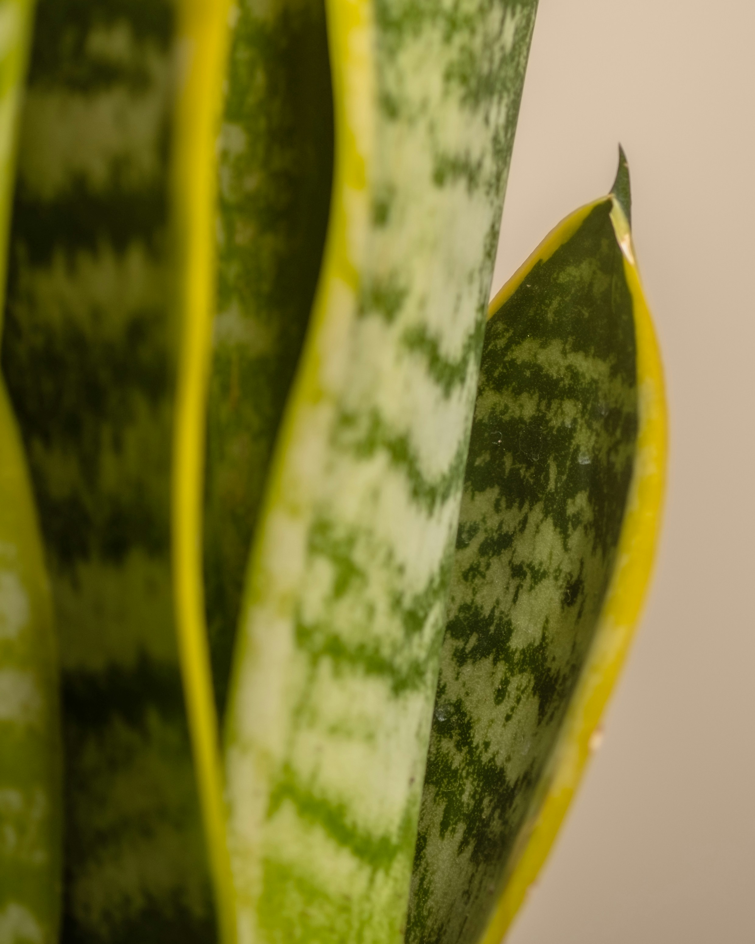 Photo by feeypflanzen