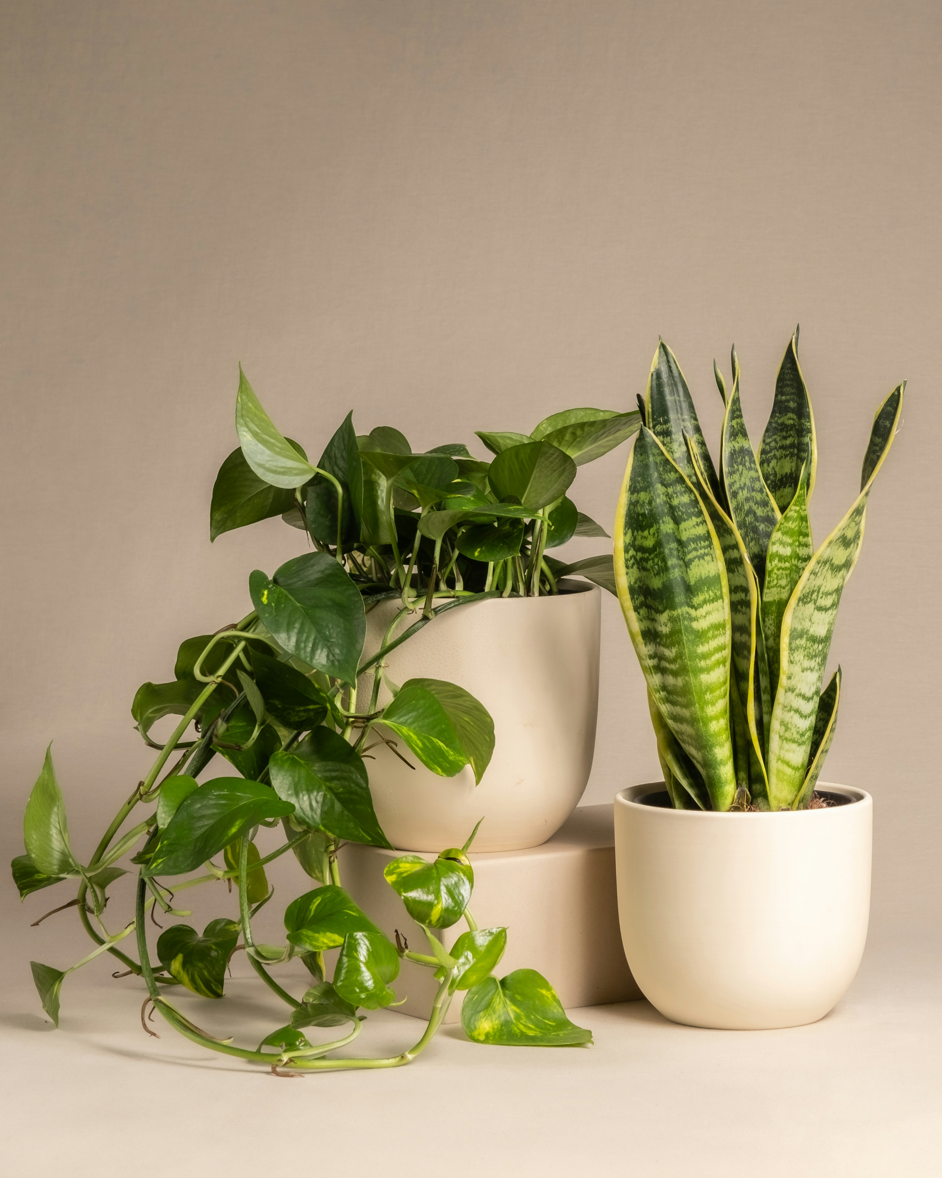 Photo by feeypflanzen