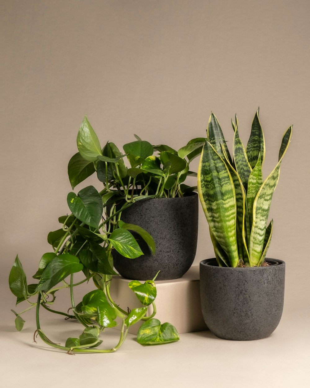 a couple of plants that are on a table