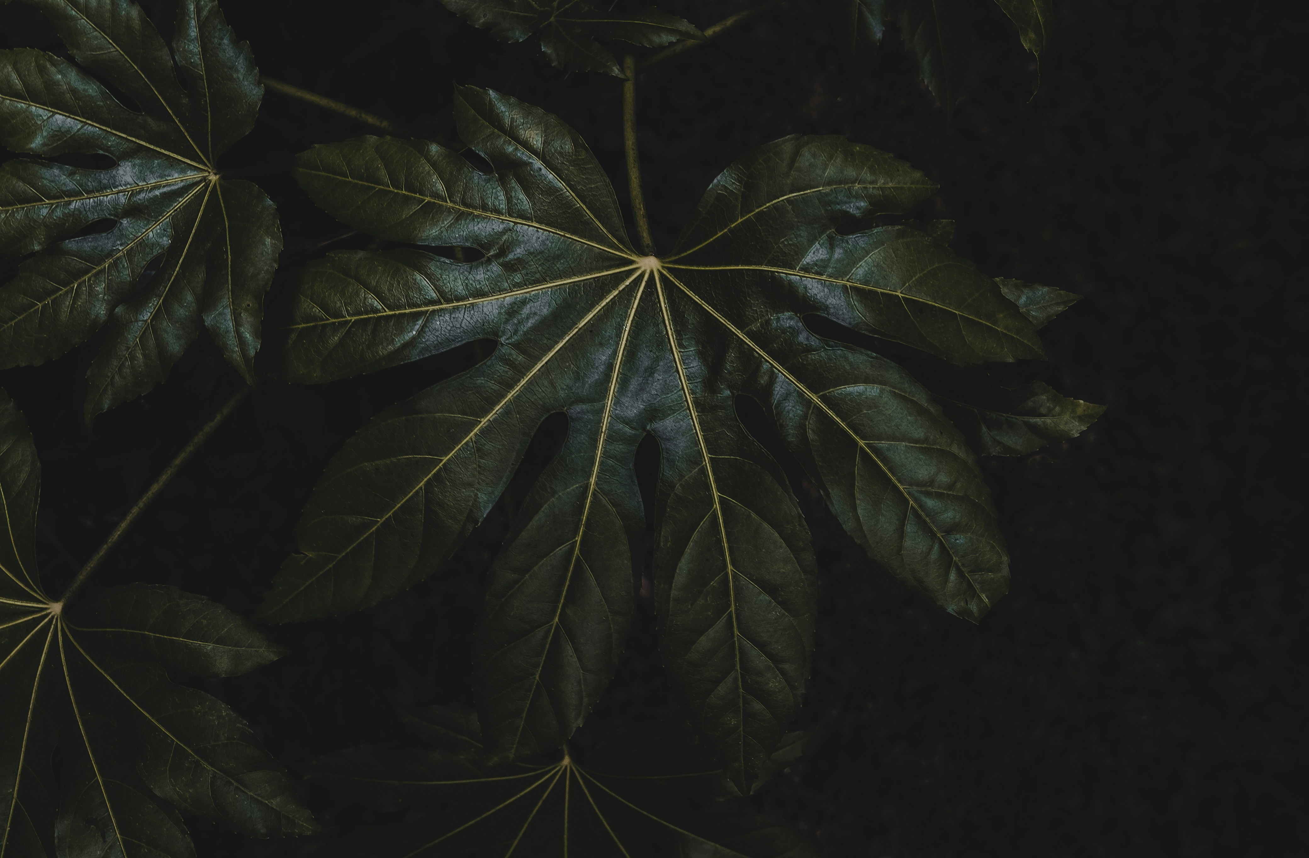 a close up of a green leaf on a black background
