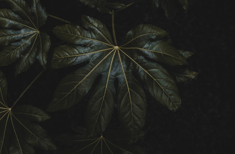 a close up of a green leaf on a black background