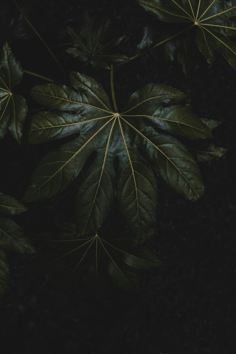 a close up of a green leaf on a tree