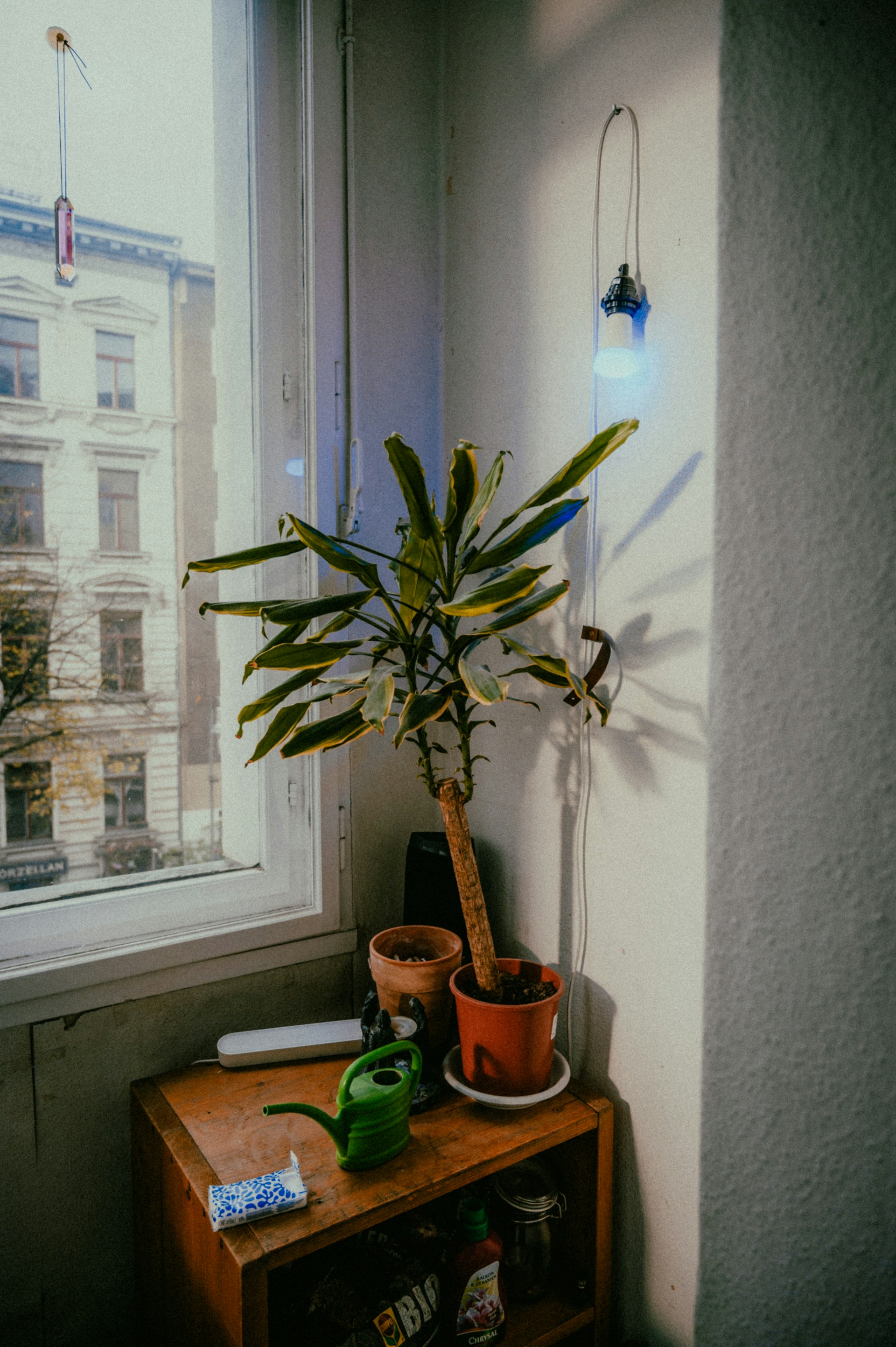a potted plant sitting on top of a wooden table
