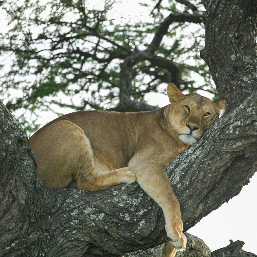 a lion resting in a tree with its eyes closed