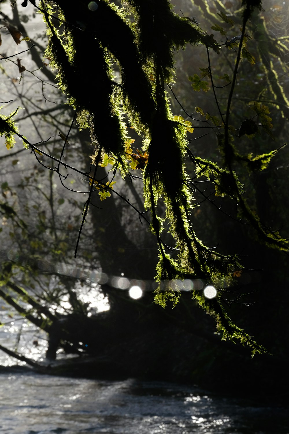 the sun shines through the mossy branches of a tree