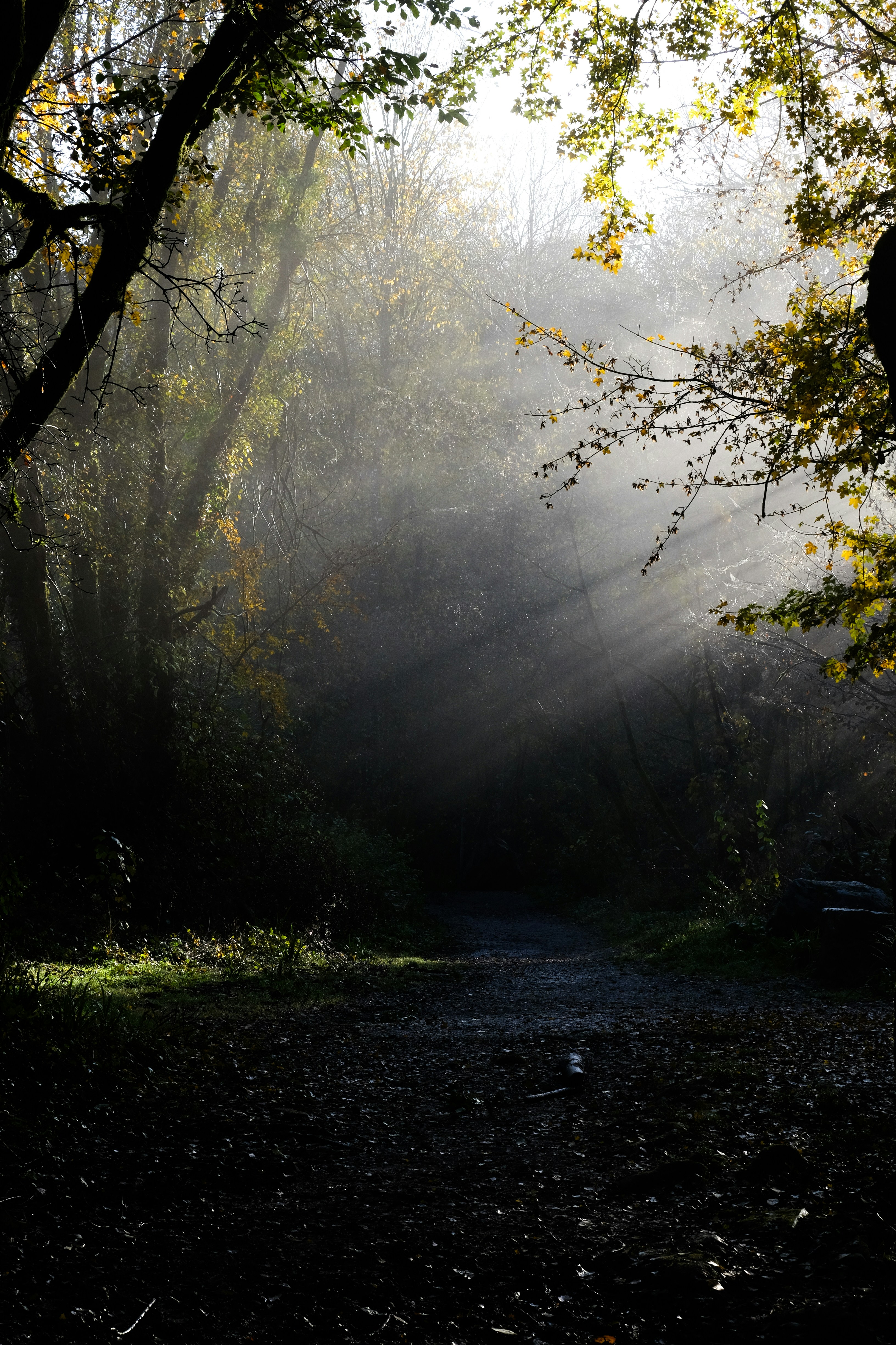 Il sole splende tra gli alberi della foresta foto – Immagine gratis di ...