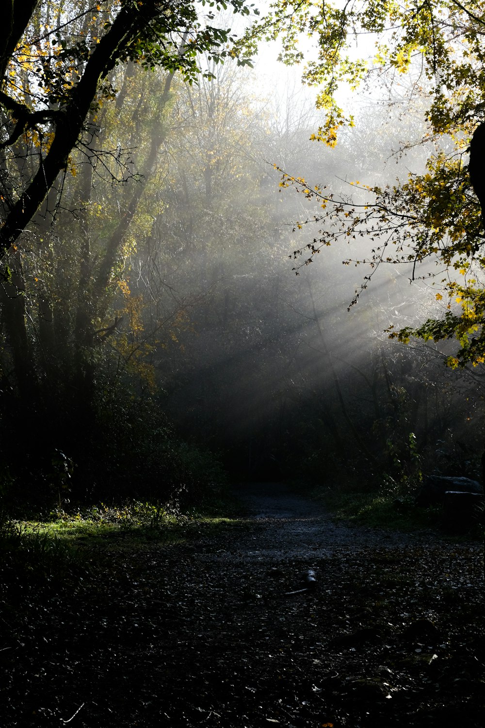 the sun shines through the trees in the forest