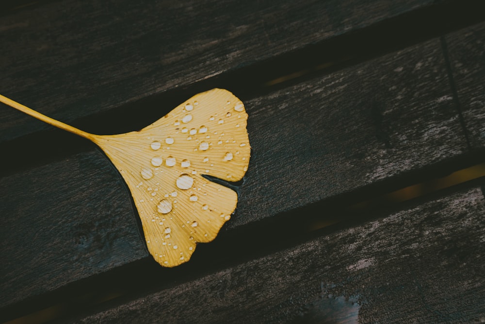 une feuille jaune avec des gouttelettes d’eau dessus