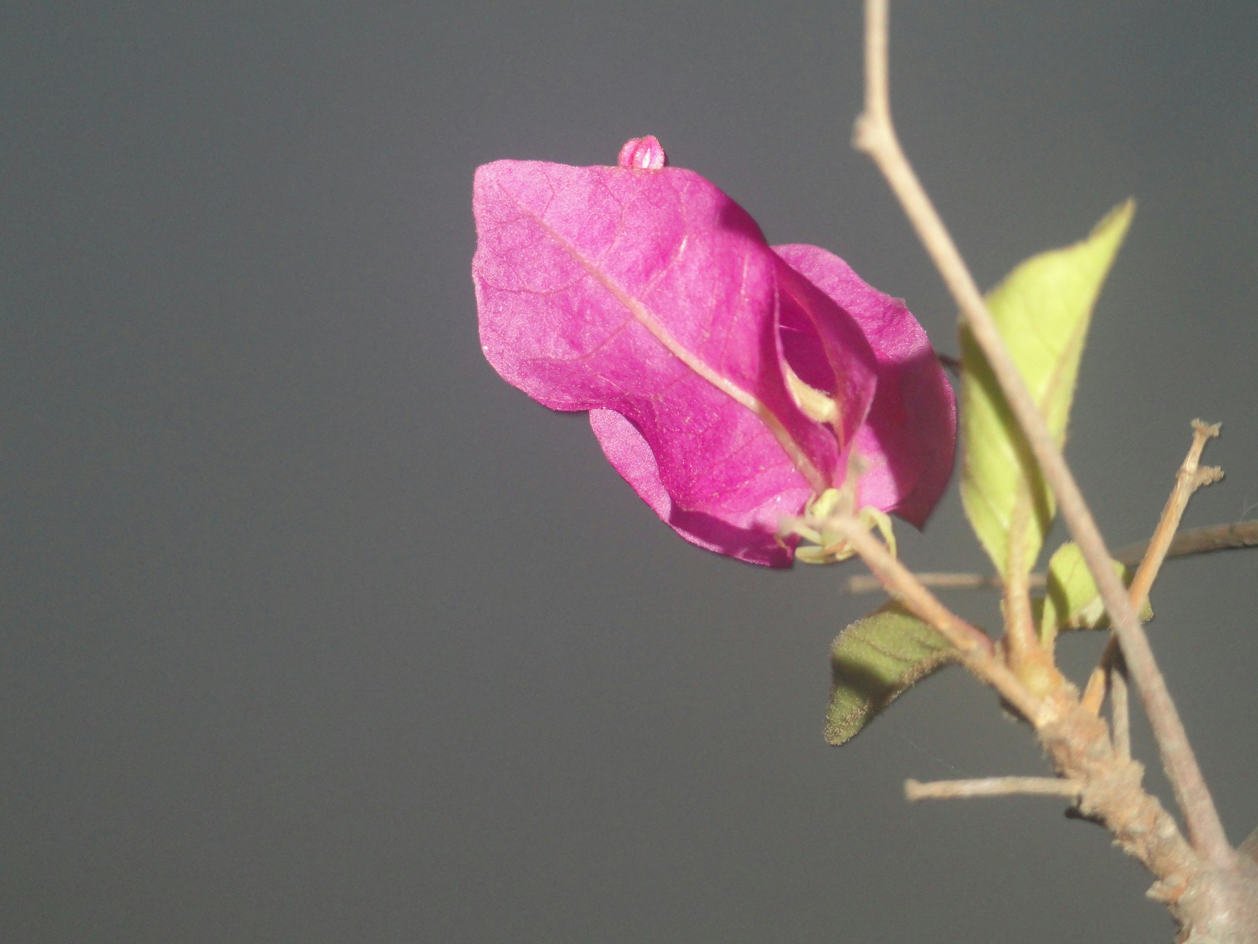 a pink flower is blooming on a tree branch